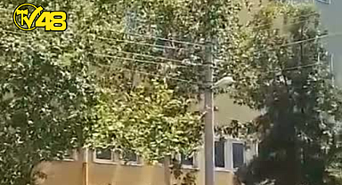 MİLAS'TA ELEKTRİK TELLERİ İLE İÇ İÇE GEÇEN AĞAÇLAR YANGIN RİSKİ OLUŞTURUYOR