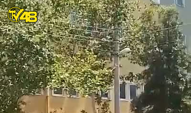 MİLAS&#039;TA ELEKTRİK TELLERİ İLE İÇ İÇE GEÇEN AĞAÇLAR YANGIN RİSKİ OLUŞTURUYOR