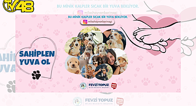 SEVİMLİ DOSTLARIMIZ SICAK YUVALARINI BEKLİYOR