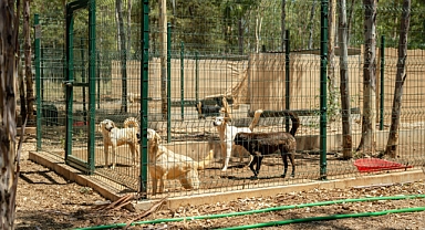 Türkiye’nin İlk VİP’i Hayvan Barınağı Projesi, Fethiye’de Hayata Geçecek…
