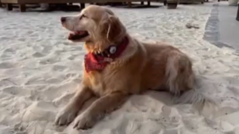 Çinko, 12 Günlük Mücadelesini Kaybetti