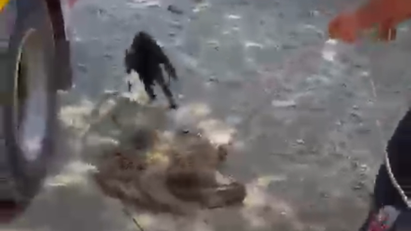 Yatağan’da 10 Metrelik Kuyuda Mahsur Kalan Kedi İtfaiye Tarafından Kurtarıldı