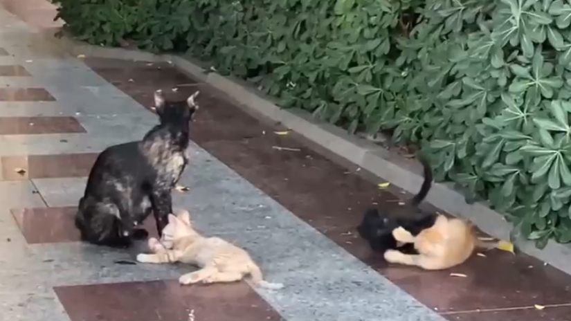 Bodrum Marina’nın Sevimli Sakinleri İlgi Odağı Oldu