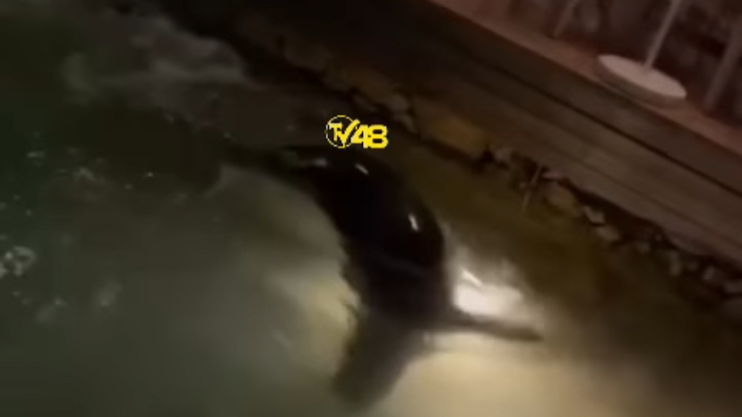 Fethiye&#039;de Ava Çıkan Fok Kameraya Yakalandı