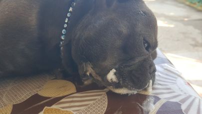 Milas’ta Sahipli Köpekler Zehirlenerek Telef Oldu