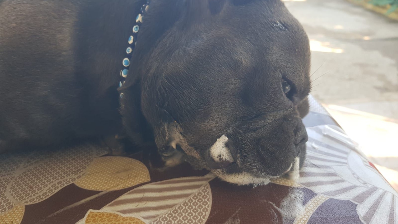 Milas’ta Sahipli Köpekler Zehirlenerek Telef Oldu