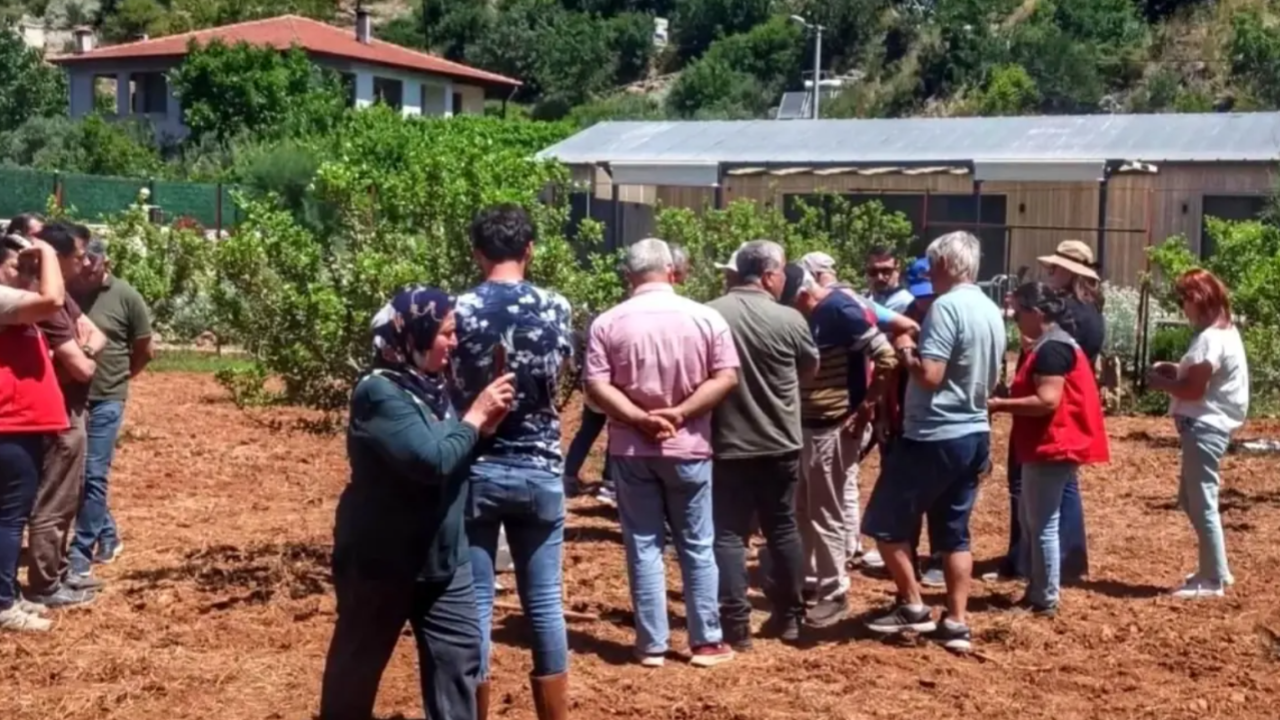Muğla&#039;da Sakız Ağacı Tarla Günü