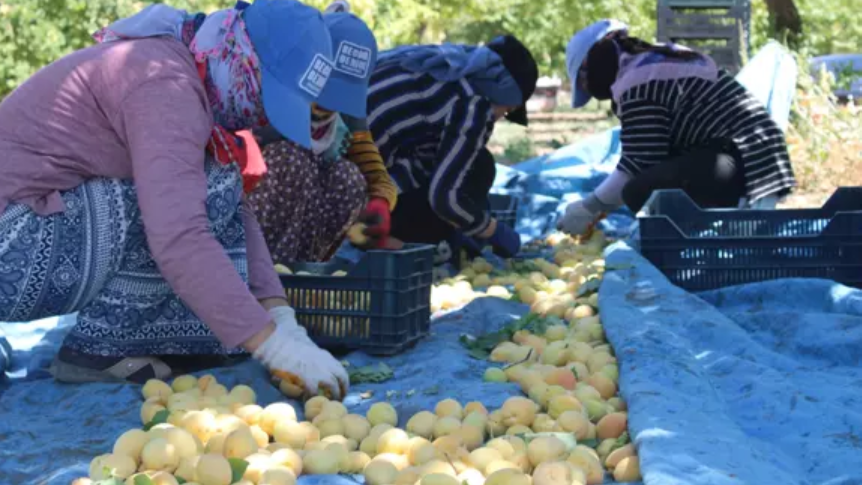 Türkiye&#039;de Sahte Kayısı Şoku