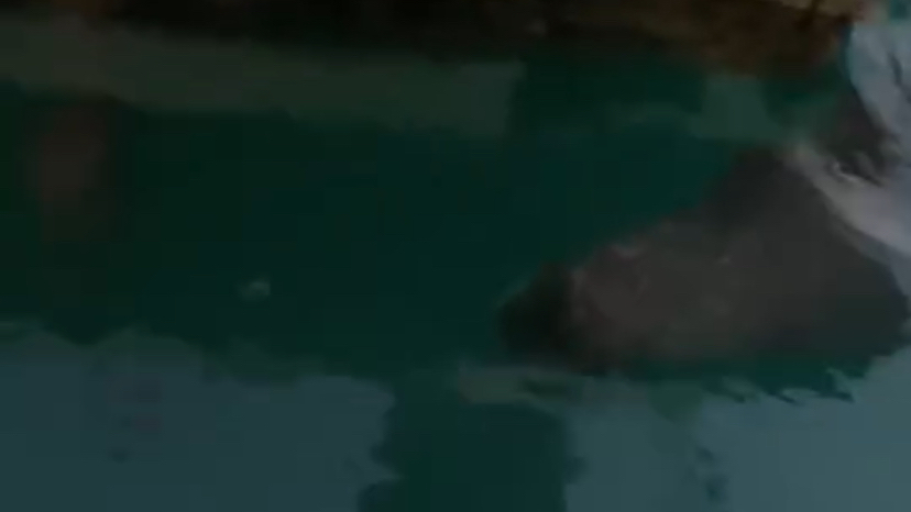 Fethiye’de Marinanın Sürpriz Misafiri: Fok