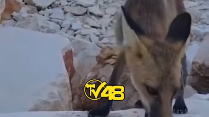 Yatağan’da Maden İşçisi Yemeğini Yavru Tilkiyle Paylaştı