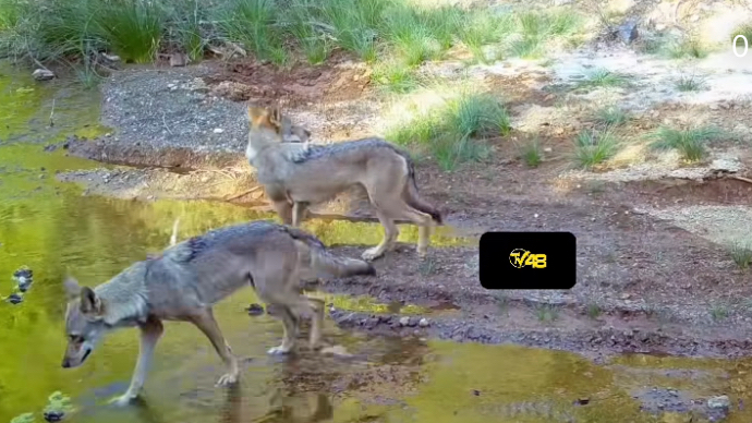 Muğla’da Kurt Sürüsü Fotokapana Yansıdı
