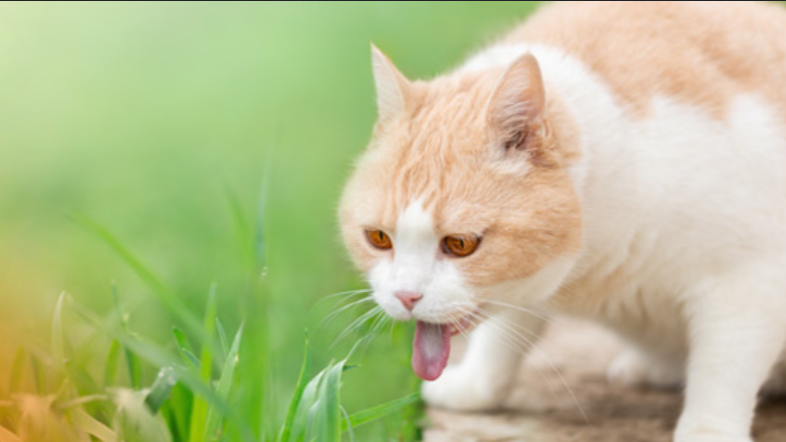 Evinde Kedi Olan Bu Çiçekleri Atsın: Yavaş Yavaş Zehirliyor