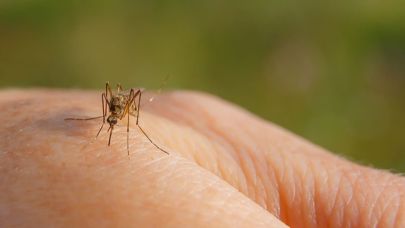 Sivrisinekler Sizi Daha Fazla Isırıyorsa Sebebi İşte Bu