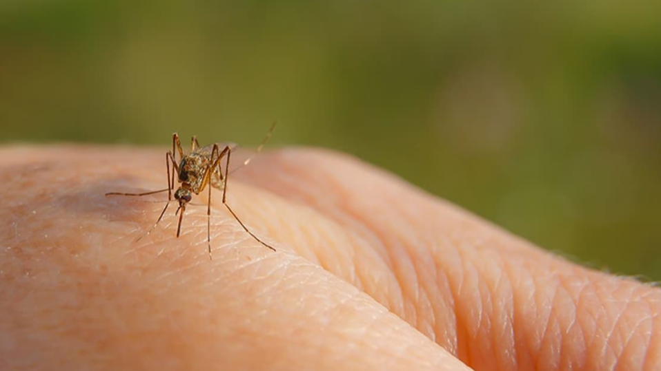 Sivrisinekler Sizi Daha Fazla Isırıyorsa Sebebi İşte Bu