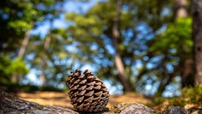 Bahçenize Mutlaka Kozalak Koyun! İşte Nedeni