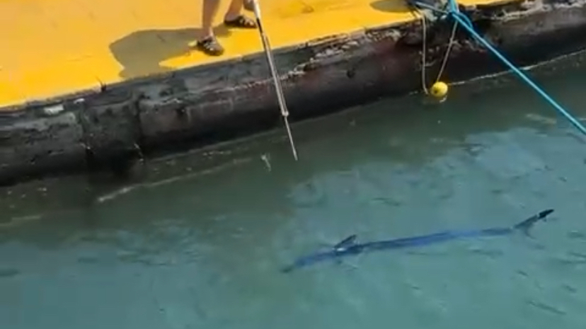 Bodrum Limanı’nda Koruma Altındaki Balık Zıpkınla Öldürüldü