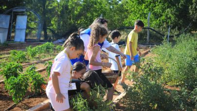Muğla’da Minik Eller Hasat Sevinci Yaşadı