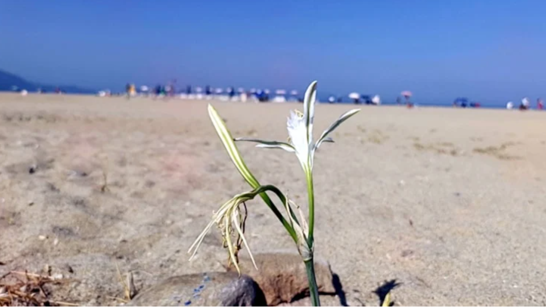 Bu Çiçeği Koparmanın Bedeli Yarım Milyon TL&#039;den Fazla!