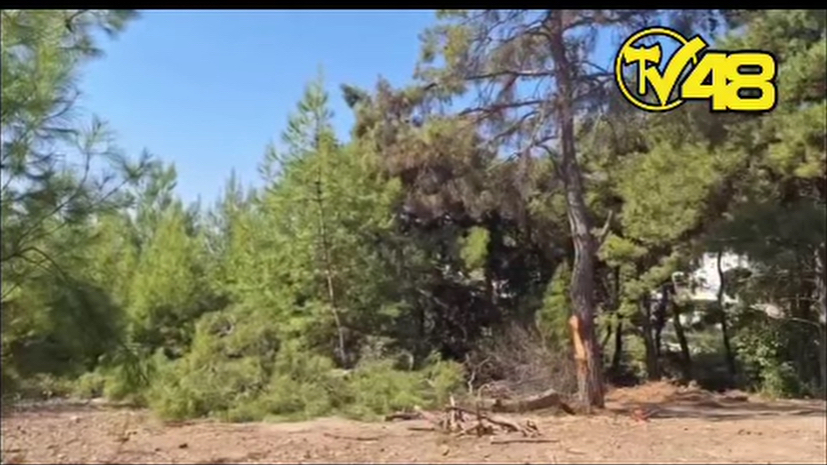 Bodrum Yokuşbaşı&#039;nda Ağaç Kesimi Krizi: Site Sakinleri Kesime Engel Oldu!