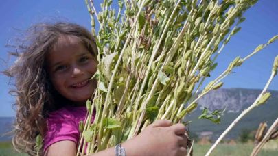 Gökova'da Sarı Susam Hasadı Devam Ediyor