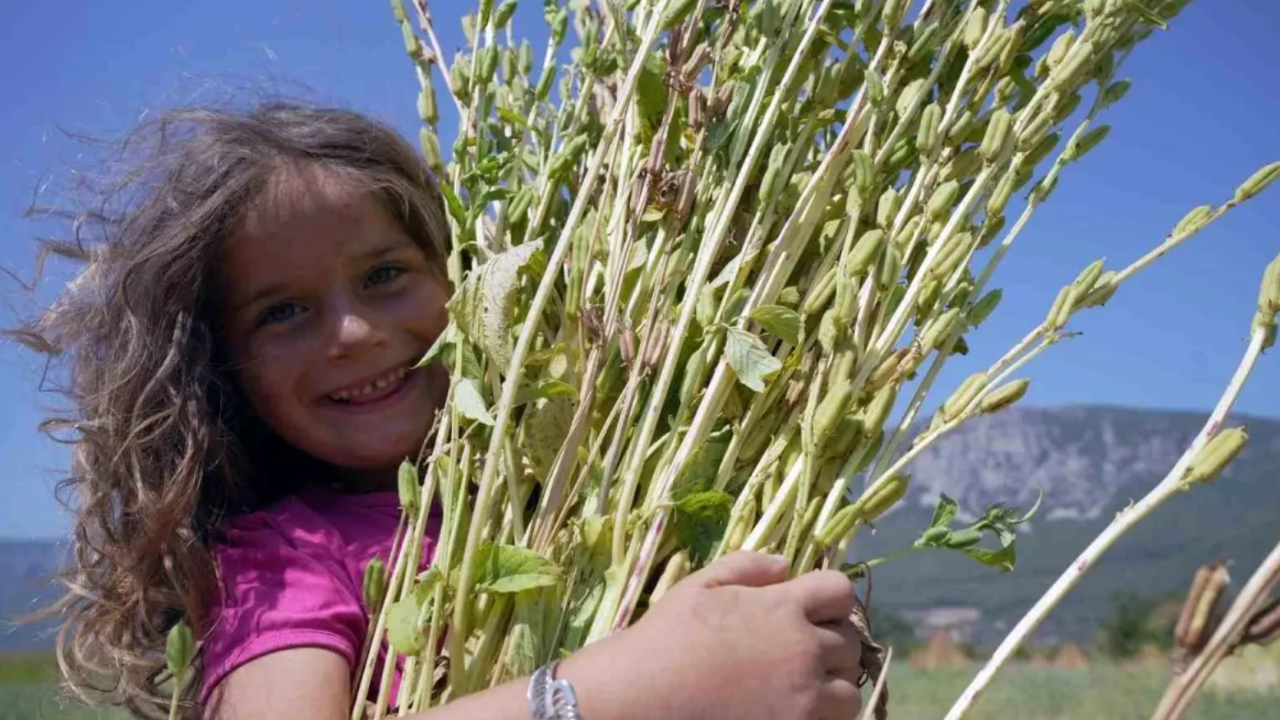 Gökova&#039;da Sarı Susam Hasadı Devam Ediyor