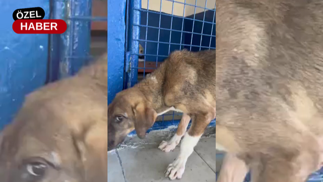 TV48’in Takip Ettiği Patili Dostumuzdan Sevindiren Haber