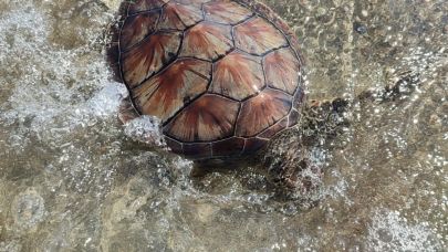 Milas Ören Sahilinde Ölü Deniz Kaplumbağası Bulundu