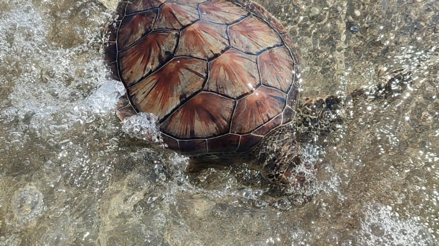 Milas Ören Sahilinde Ölü Deniz Kaplumbağası Bulundu