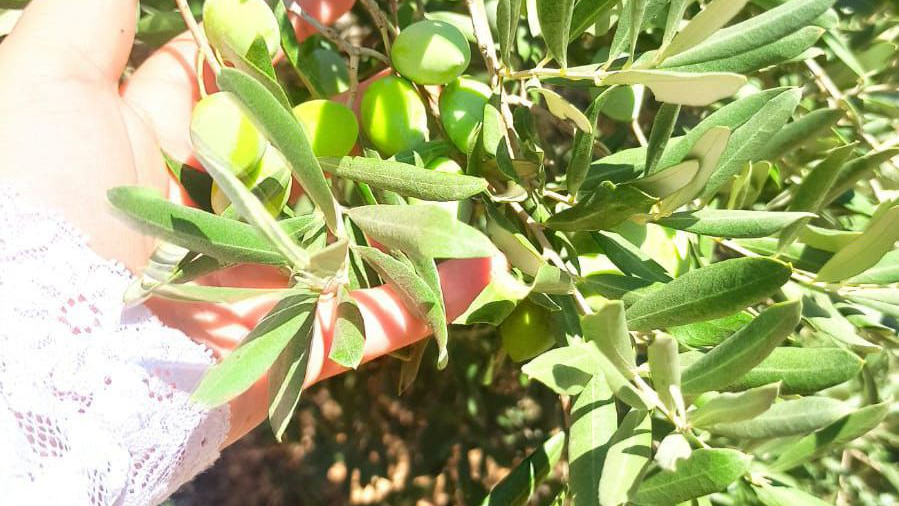 Ortaca’da Zararlı Takip Ve Zeytin Rekolte Kontrolleri Devam Ediyor