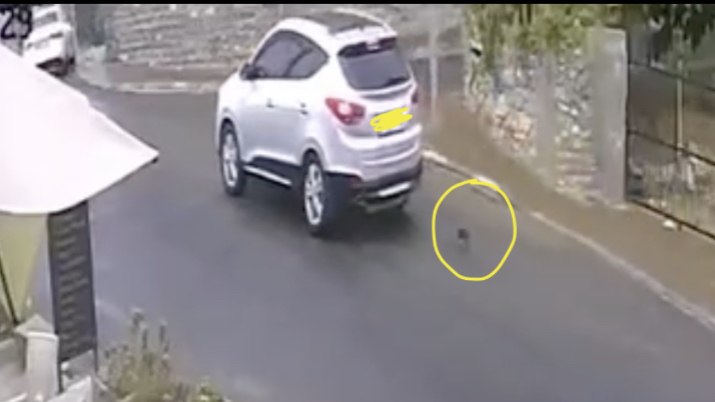 Bodrum’da Yavru Kediye İlişkin Üzücü Olay Kamerada