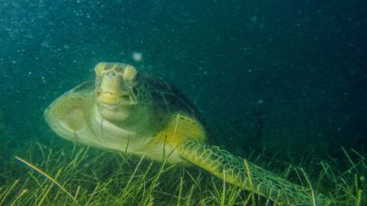 DEKAMER’İN ATLAS VE TUBA’SI MAVİ YOLCULUKTA