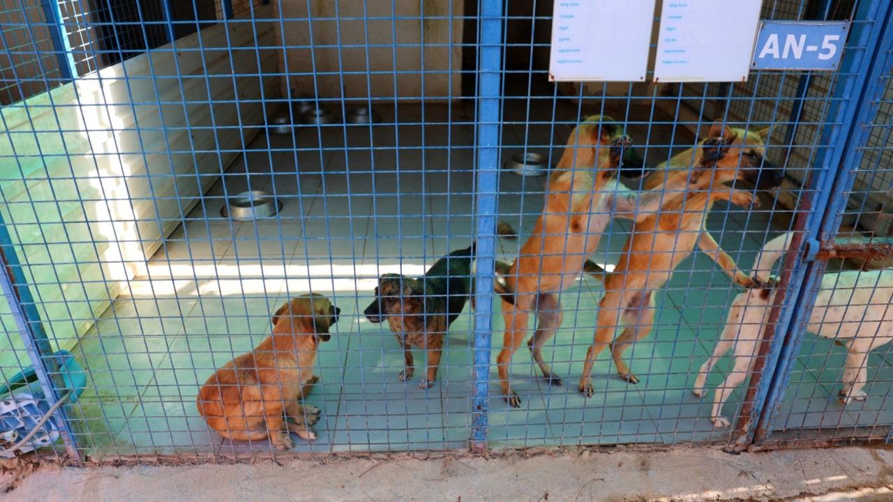 Bodrum Belediyesi Sokaklardaki Dostlarının Yanında