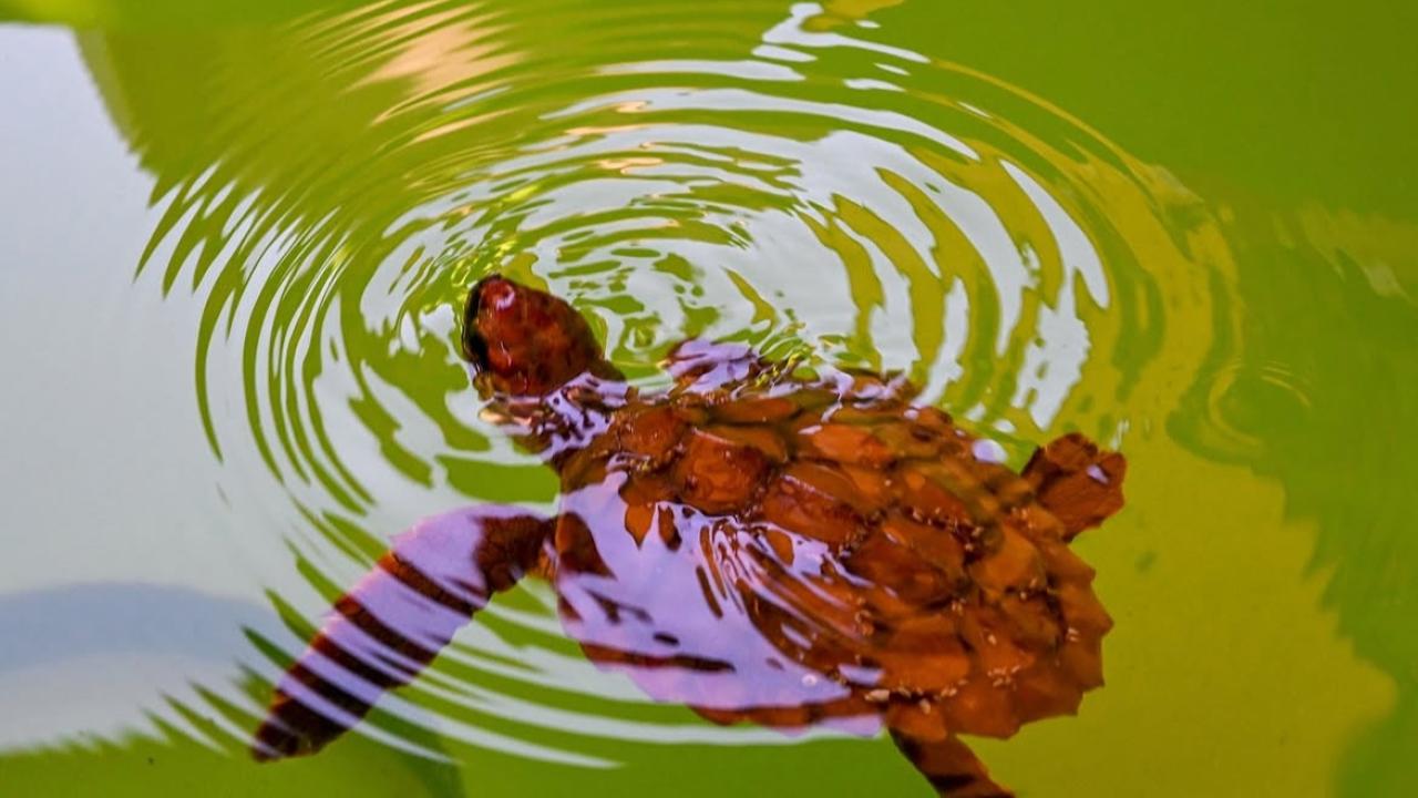 DENİZLE BULUŞAN KAPLUMBAĞALAR CUMHURİYETİMİZİN 102. YILINDA ÖZGÜRLÜĞE KANAT ÇIRPIYOR