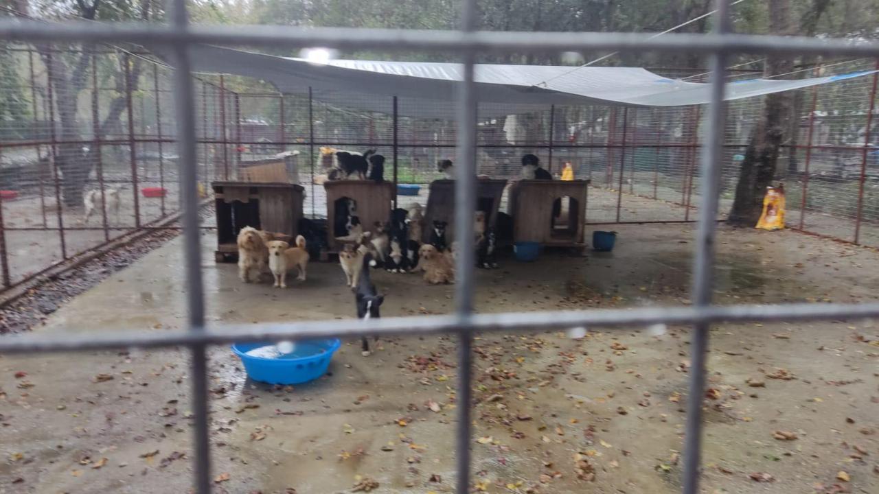 KÖYCEĞİZ’DE VİCDAN ALARMI: BELEDİYE BARINAĞI ÖLÜM KAMPINA DÖNDÜ