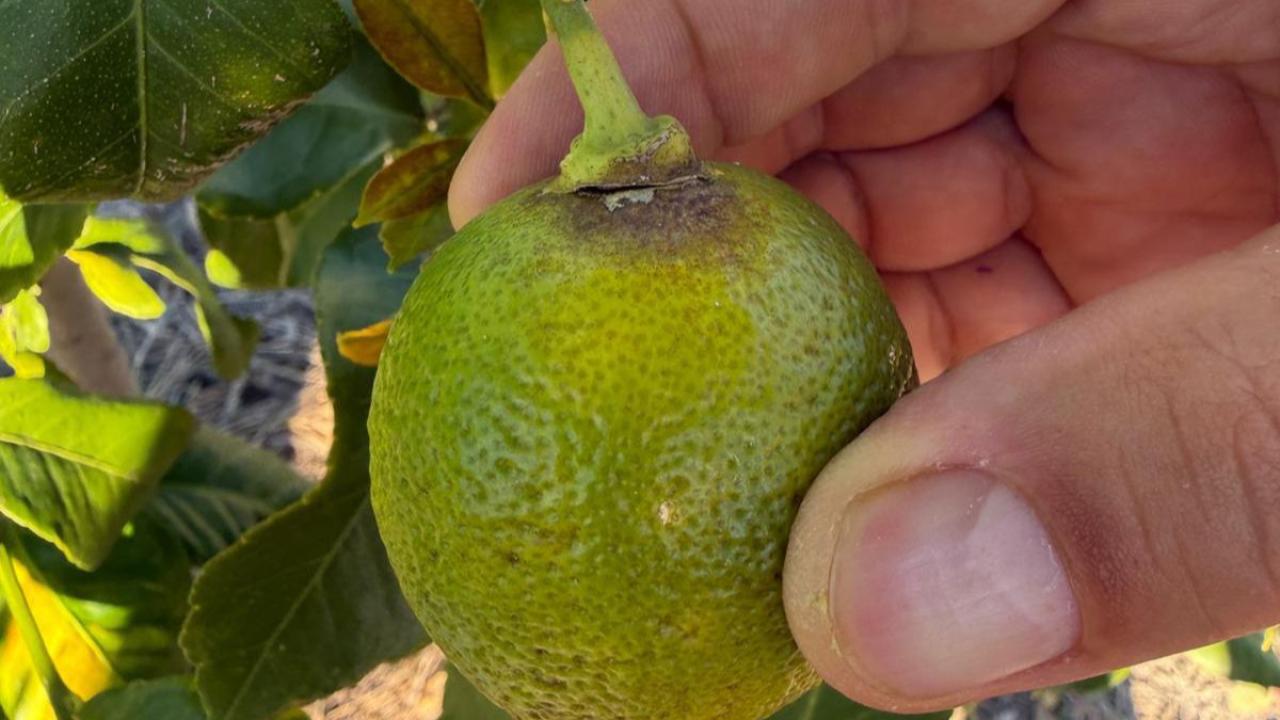 ORTACA’DA NARENCİYE BAHÇELERİNDE ZARARLILARA KARŞI YOĞUN MÜCADELE