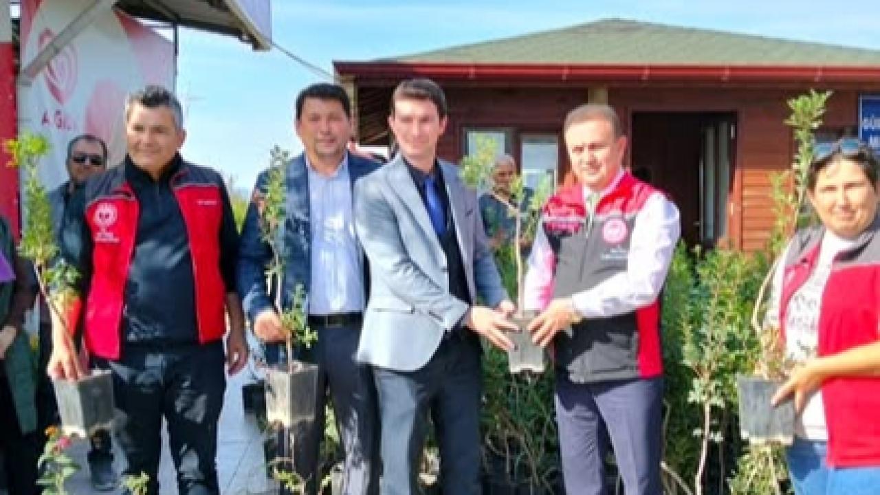 DALAMAN’DA İLK KEZ SAKIZ AĞACI BAHÇESİ KURULUYOR: 480 FİDAN ÜRETİCİLERE DAĞITILDI