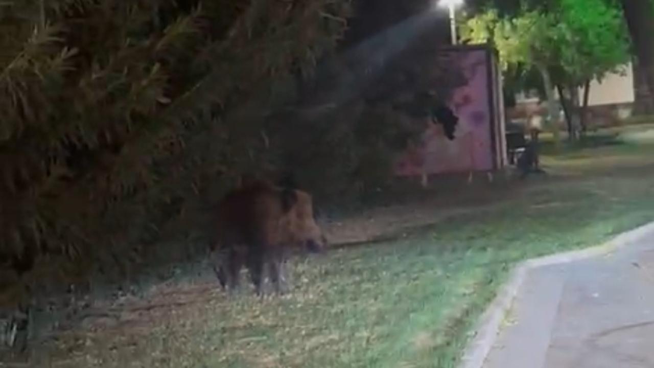 Milas’ta Domuz ve Köpek Kovalamacası Kamerada