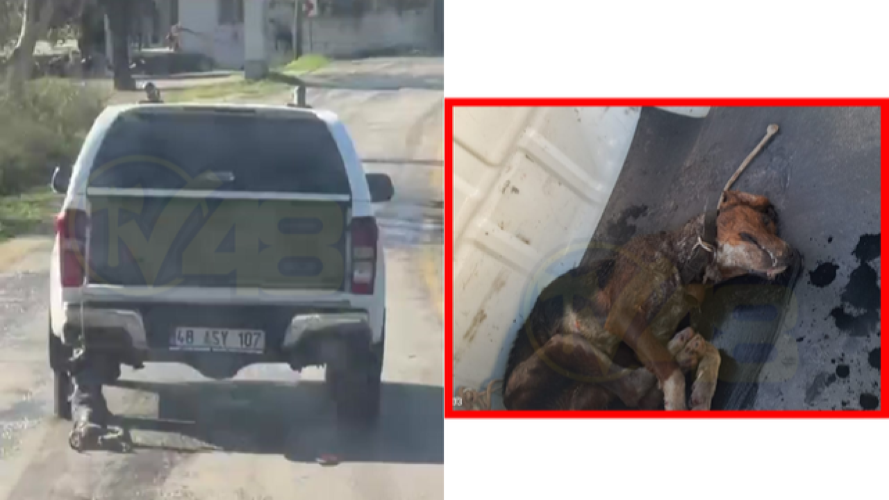 Vicdanları Sızlatan Görüntünün Adresi Milas&#039;tan!