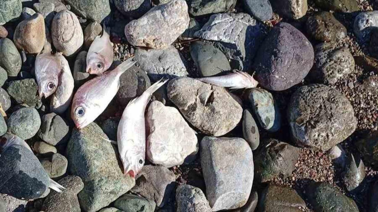 Datça’da Çok Sayıda Ölü Balık Kıyıya Vurdu