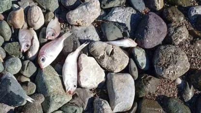 Datça’da Çok Sayıda Ölü Balık Kıyıya Vurdu