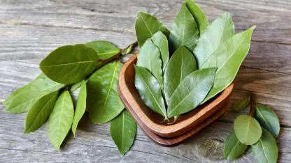 Defne Yaprağı Akseki'de Bir Köyün Geçim Kaynağı Oldu