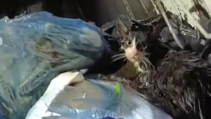 Ekiplerin Dikkati Çöp Konteynerinde Bulunan Kediyi Ölümden Kurtardı