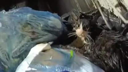 Ekiplerin Dikkati Çöp Konteynerinde Bulunan Kediyi Ölümden Kurtardı