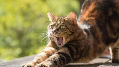 Kedilerin Sürekli Esnemesinin Sebebi Bakın Neymiş!