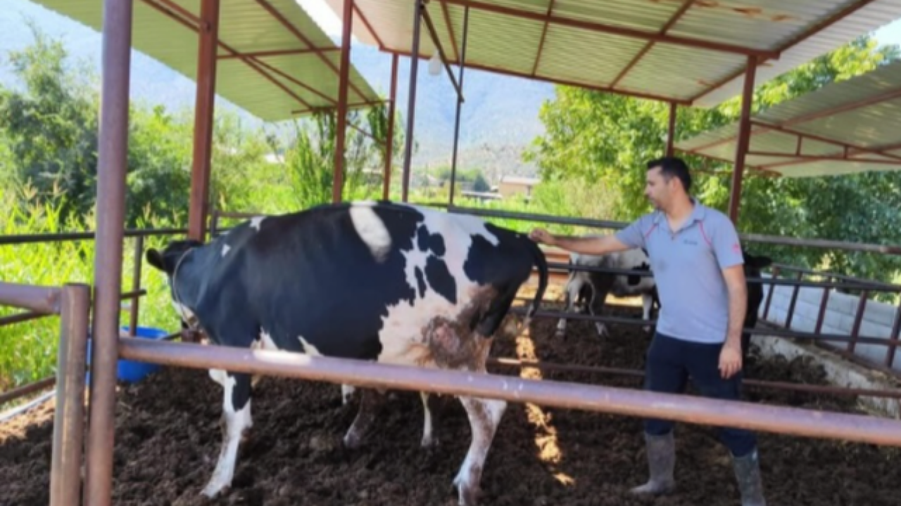 Milas’ta Şap Alarmı: Bölge Karantinaya Alındı