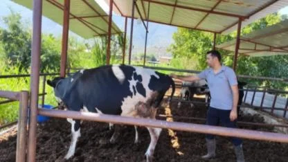 Milas’ta Şap Alarmı: Bölge Karantinaya Alındı