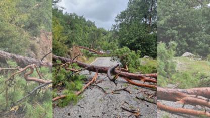 Muğla’da Fırtına Etkisini Gösterdi: Ören–Akbük Yolu Ağaç Devrilmesi Nedeniyle Kapandı
