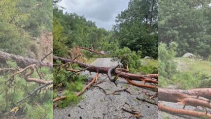 Muğla’da Fırtına Etkisini Gösterdi: Ören–Akbük Yolu Ağaç Devrilmesi Nedeniyle Kapandı