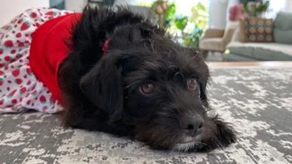 Muğla’da Köpek Vahşeti: “Mila” Komşu Tarafından Vurularak Öldürüldü