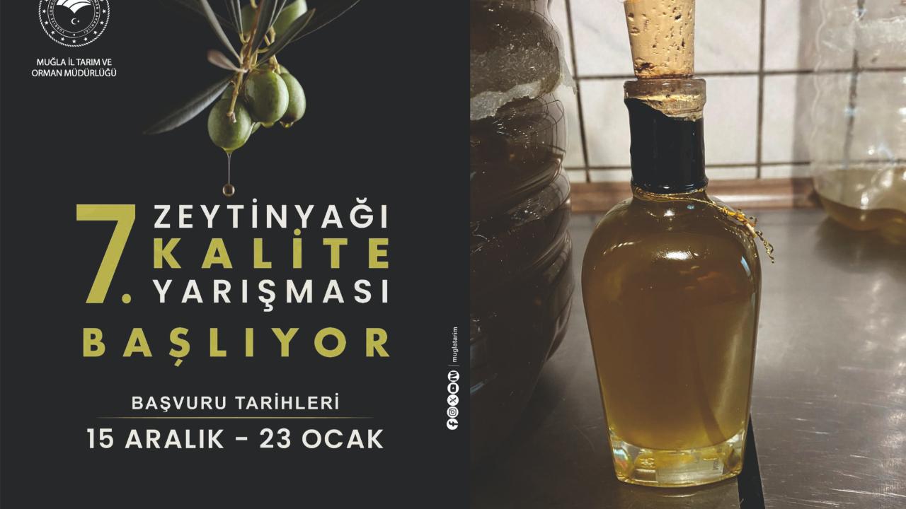 MUĞLA’DA ZEYTİNYAĞI KALİTESİ YARIŞIYOR: 7. ZEYTİNYAĞI KALİTE YARIŞMASI BAŞVURULARI BAŞLADI